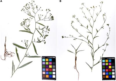 Metabolomics Analysis Reveals the Differences Between Bupleurum chinense DC. and Bupleurum scorzonerifolium Willd.